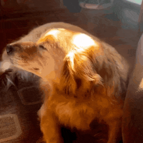 Perrito Luz Del Sol GIF