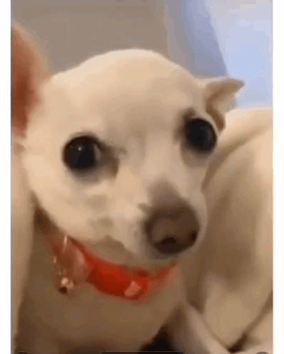 Perritocoqueto GIF
