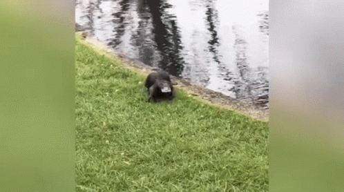 Perry The Platypus Platypus GIF