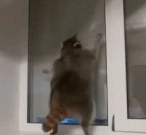 Personabey Raccoon GIF