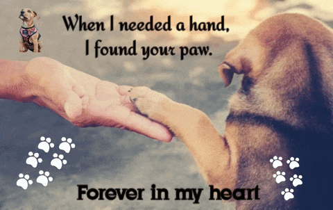 Pets Dogs GIF