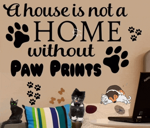Pets GIF