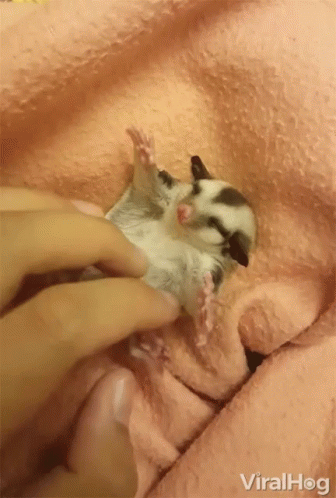 Petting Sugar Glider GIF