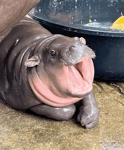 Phatearl GIF