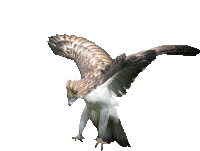 Philippines Eagle Sticker