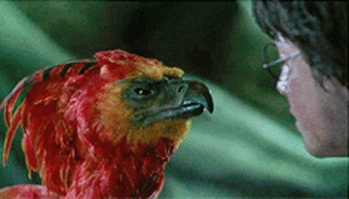 Phoenix Harry GIF