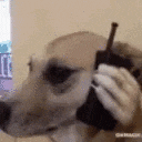 Phone Dog GIF