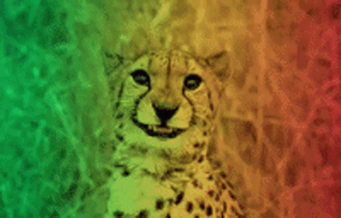 Photogenic Cheetah GIF