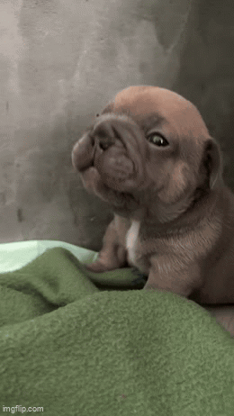 Pibble Crying Puppy GIF