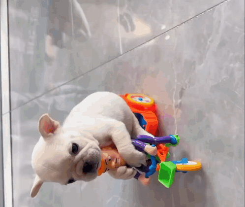 Pibble Gmail GIF
