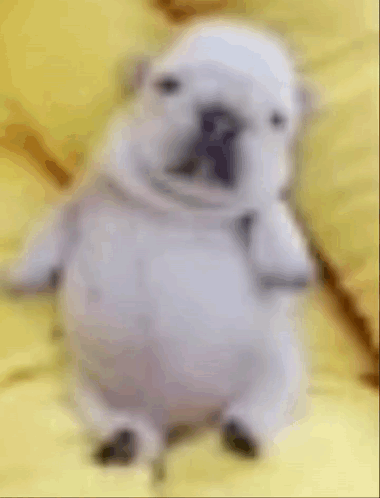 Pibble Gmail GIF
