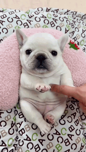 Pibble Gmail GIF