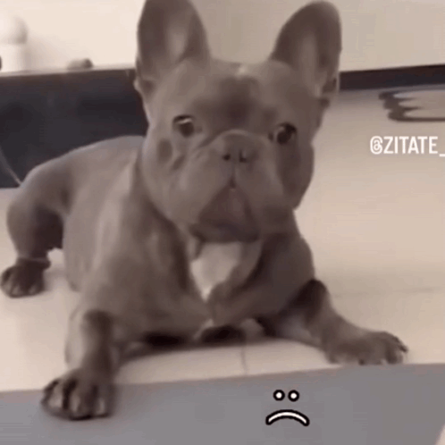 Pibble Gmail GIF