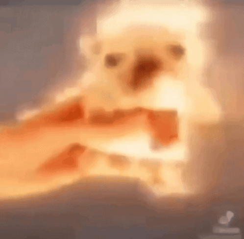 Pibble Pibble Dog GIF