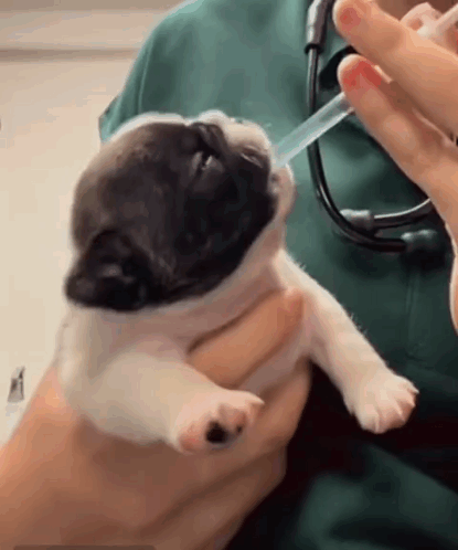 Pibble GIF