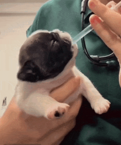 Pibbles GIF