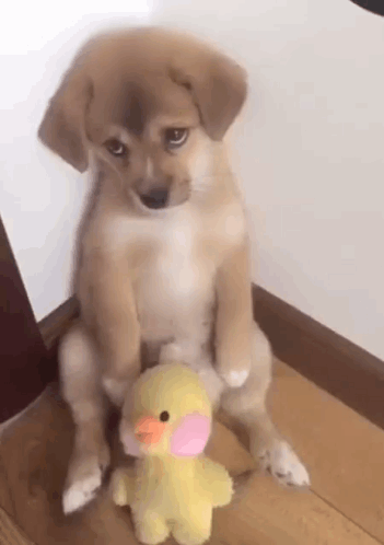 Piesek Smutek GIF