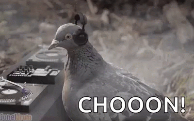 Pigeon Bird GIF. This 400 x 250 animated GIF is part of our funny pigeon collection. Related themes include bird, dance, dancing. Created by Deex. View the…
