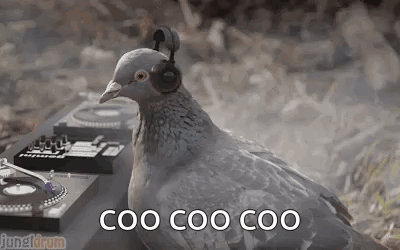 Pigeon Bird GIF. This 400 x 250 animated GIF is part of our funny pigeon collection. Related themes include bird, dance, dancing. Created by Timbertigger…