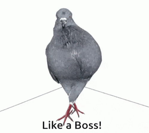 Pigeon Dove Like A Boss GIF. This 498 x 445 animated GIF is part of our funny pigeon collection. Related themes include like a boss. Created by…