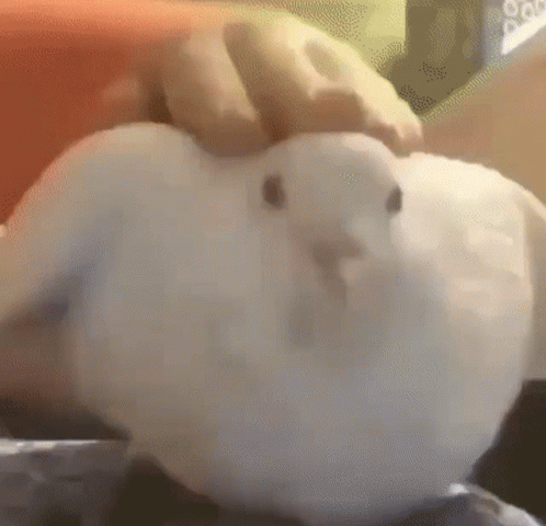 Pigeon GIF. This 498 x 480 animated GIF is part of our funny pigeon collection. Created by m3atbo1. View the original animation, share it, or browse related…