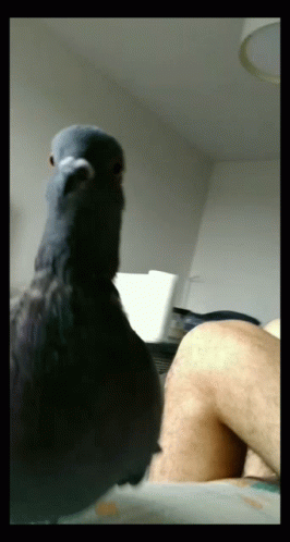 Pigeon Fazi GIF. This 266 x 498 animated GIF is part of our funny pigeon collection. Created by gu_est. View the original animation, share it, or browse…