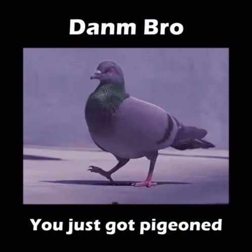 Pigeon Get Pigeoned GIF. This 498 x 498 animated GIF is part of our funny pigeon collection. Created by DoIlookUnnamed. View the original animation, share…