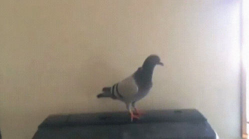 Pigeon Parrot GIF. This 498 x 278 animated GIF is part of our funny pigeon collection. Related themes include birb, bird. Created by EndeRaptoR. View the…