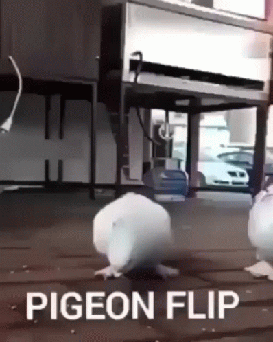 Pigeon Pigeon Flip GIF. This 398 x 498 animated GIF is part of our funny pigeon collection. Related themes include funny. Created by Mharbord10. View the…