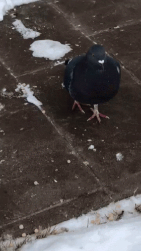 Pigeon GIF. This 280 x 498 animated GIF is part of our funny pigeon collection. Created by rohannair183. View the original animation, share it, or browse…