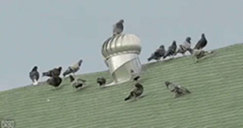 Pigeon Spinning GIF. This 498 x 263 animated GIF is part of our funny pigeon collection. Related themes include cute, funny, spinning. Created by…
