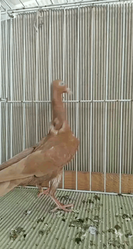 Pigeon Stargard Shaker GIF. This 267 x 498 animated GIF is part of our funny pigeon collection. Created by mogstof. View the original animation, share it…