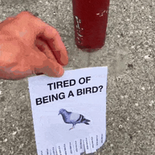 Pigeon Tired GIF. This 498 x 498 animated GIF is part of our funny pigeon collection. Related themes include funny, life, tired. Created by bkind2bees. View…