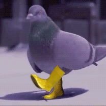 Pigeoninyellowboots Pigeonboots GIF. This 208 x 208 animated GIF is part of our funny pigeon collection. Created by Jolted. View the original animation…