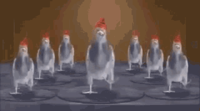 Pigeons Dancing Pajaron Bailando GIF