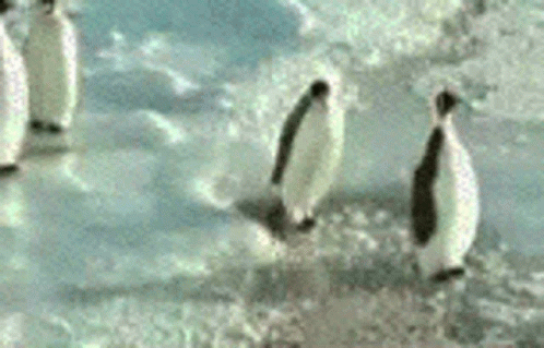 Pingu GIF