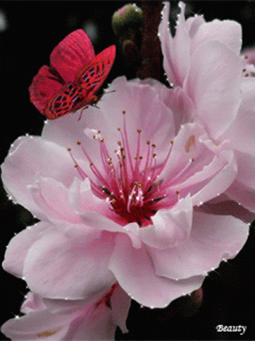 Pink Flower Fly GIF