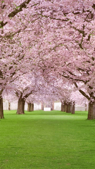 Pink Tree Meme