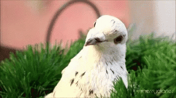 Pk05 GIF