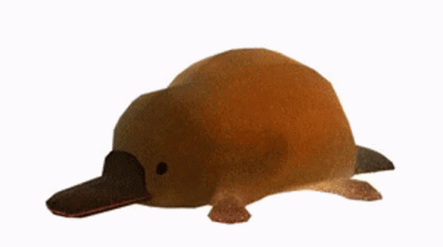 Platy Platypus GIF