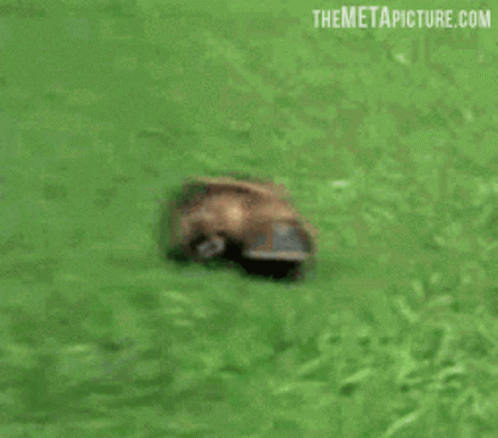 Platypus Cute GIF