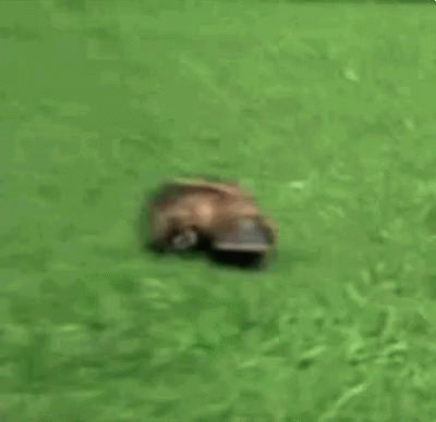 Platypus Run GIF