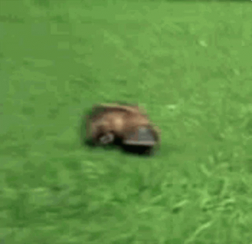 Platypus Walking GIF