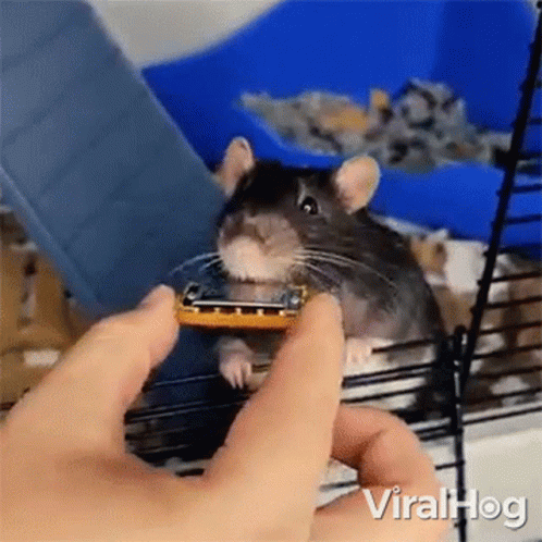 Playing A Small Harmonica Viralhog GIF