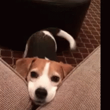 Please Doggy GIF