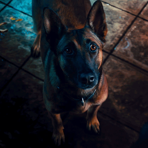 Please John Wick Chapter 4 GIF. This 498 x 498 animated GIF is part of our john wick dog collection. Related themes include please. Created by JohnWick…