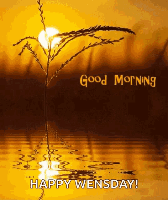 Pleasure Happy Wednesday GIF