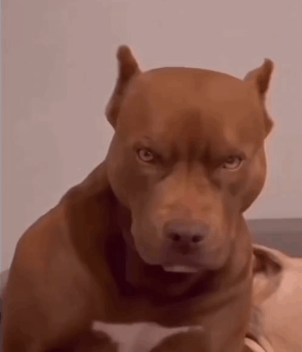 Pluto Made This Dog GIF