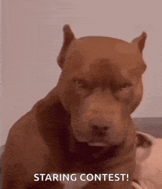 Pluto Made This Dog GIF