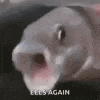 Pog Fish GIF